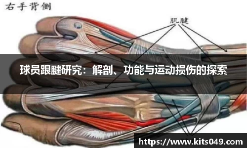 球员跟腱研究：解剖、功能与运动损伤的探索